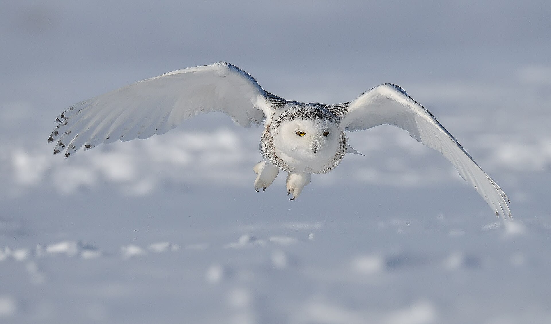Snowy Owl Facts Distribution Population BioDB snowy-owl-facts-distribution-population-biodb